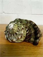 Turbo marmoratus Shell
