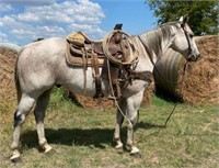 CABLE 8 YEAR OLD QH GELDING