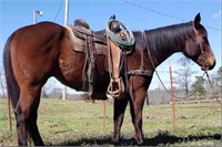 AQHA IM A COOL BAY *VIDEO*