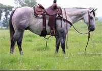 7 YEAR OLD GREY GELDING