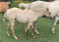 AQHA PALOMINO DUN FILLY