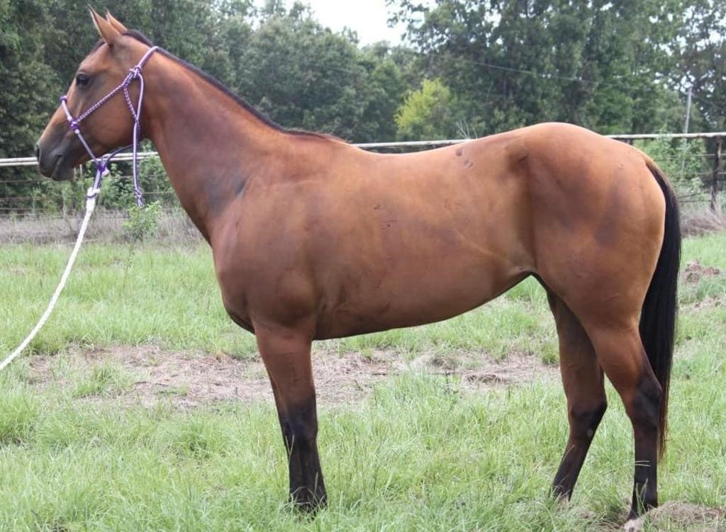 OK Horse Auction- Special Gelding Session