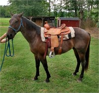 6 YEAR OLD ROAN GELDING