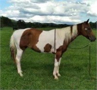 BETTY 12 YEAR OLD PAINT MARE
