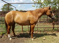 RANCH RAISED 5 YEAR OLD APP MARE