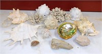 Shell and Stone Specimens Selection.