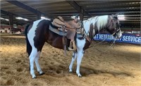 5 YEAR OLD GRADE PAINT FILLY *VIDEO*