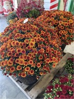 PAIR OF LARGE POTTED GOLD MUMS