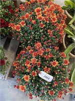 PAIR OF POTTED GOLD MUMS