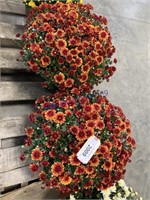 PAIR OF POTTED GOLD MUMS