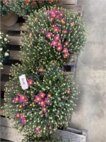 PAIR OF POTTED PURPLE MUMS