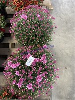 PAIR OF POTTED PURPLE  MUMS