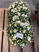 PAIR OF POTTED WHITE MUMS