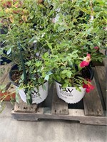PAIR OF POTTED LANDSCAPE ROSE PLANTS, RED