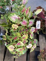 PAIR OF POTTED CALADIUM PLANTS