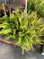 FERN IN HANGING BASKET