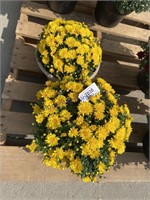 PAIR OF POTTED YELLOW MUMS