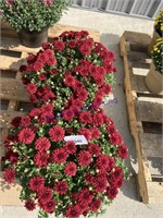 PAIR OF POTTED BURGUNDY MUMS