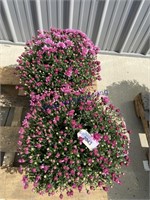PAIR OF POTTED PURPLE MUMS