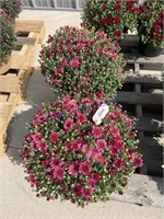 PAIR OF POTTED PURPLE MUMS