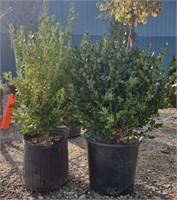 (CP) Boxwoods 2ft, 1.5" Trunk Bidding on One