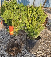 (CP) Boxwoods 26", 1.5" Trunk Bidding on One