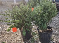 (CP) Boxwoods 25", 1.5" Trunk Bidding on One