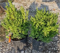 (CP) Boxwoods 24", 1.5" Trunk Bidding on One