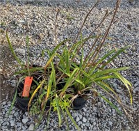 (CP) Decorative Grass Starter Plants .5gal