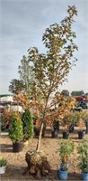 (CP) Sweetgum Tree 10', 1.75-2" trunk