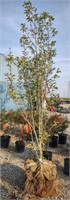 (CP) Saucer Magnolia Tree 6-8', 2.5" trunk