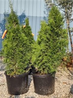 (CP) Arborvitae Tree 43". Bidding on one times the