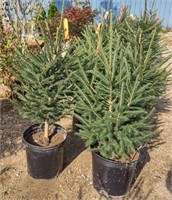 (CP)  Spruce Tree 30"-42". Bidding on one times