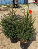 (CP) Spruce Tree 30"-42". Bidding on one times