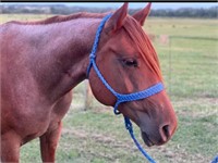 5 YEAR OLD RED ROAN FILLY *VIDEO*