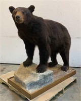 Taxidermy Bear