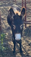 2 YEAR OLD BLACK DONKEY