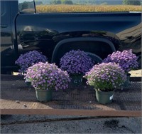 5 Hardy Purple Believer Aster Plants