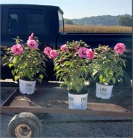 3 Hardy Candy Crush Hot Pink Hibiscus Plants