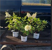 3 Pinky Winky Sun Hydrangea Plants