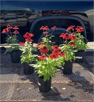6 Dwarf Salsa Red Coneflower Plants
