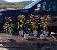 6 Hardy Red Cranberry Hibiscus Plants