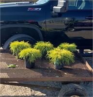 5 Gold Mop Cypress Plants