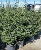 5 - 5' Potted Spruce Trees - Each - Vulcan