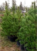 5 - 5' Potted Pine Trees - Each - Vulcan