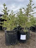 8 - 2'-3' Potted Spruce Trees - Each - Strath