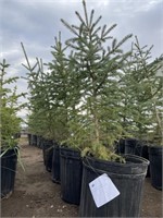 5 - 3'-4' Potted Spruce Trees - Each - Strath