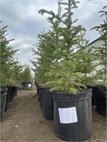 6 - 3'-4' Potted Spruce Trees - Each - Strath