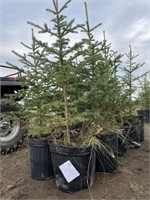 10- 3'-4' Potted Spruce Trees - Each - Strath