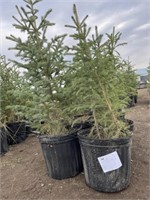 10- 3'-4' Potted Spruce Trees - Each - Strath